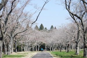 千葉市昭和の森