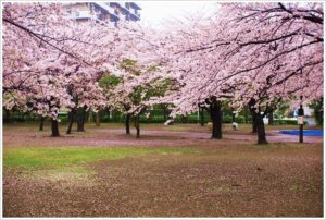 谷津公園桜