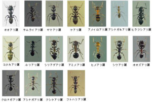 アリ種類